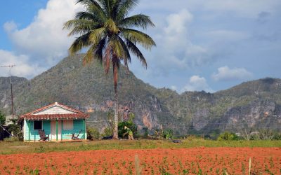 Visiter Viñales à Cuba : entre tabac et mogotes. 