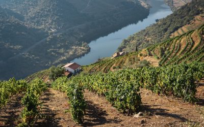 Les vins du Douro : voyage au coeur des vignes du Portugal