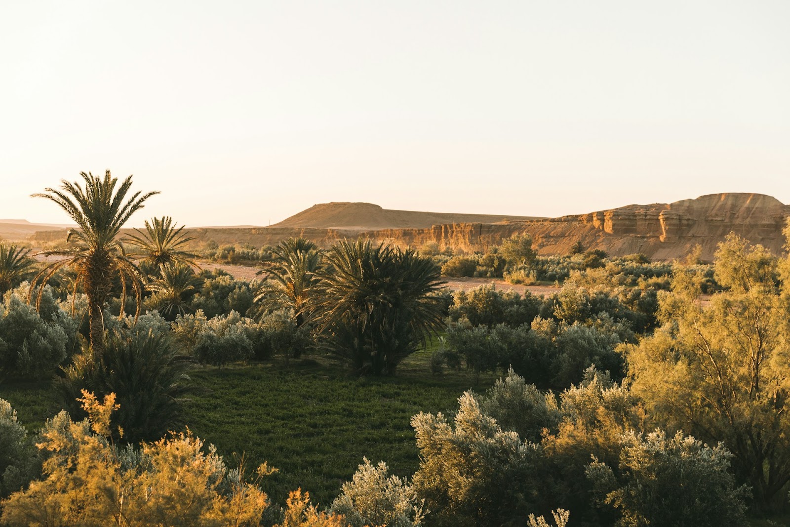 oasis desert maroc
