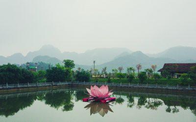 Le lotus au Vietnam : symbole et culture
