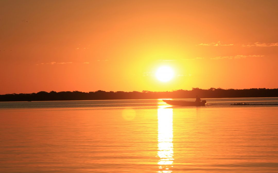 Voyage au Pantanal : Séjour au coeur du Brésil humide et sauvage