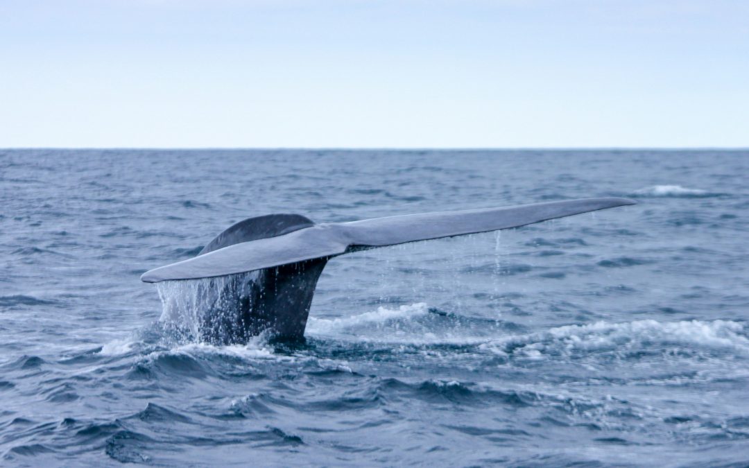 Observation des baleines aux Açores