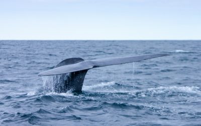 Observation des baleines aux Açores
