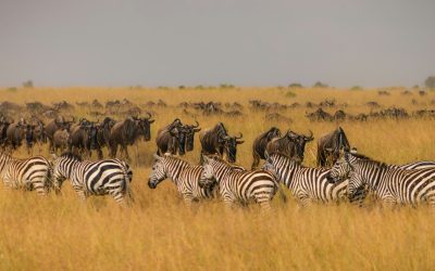 La grande migration des animaux en Tanzanie et au Kenya