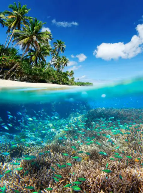 Récif corallien coloré et poissons tropicaux plongée voyage sur mesure aux Bahamas