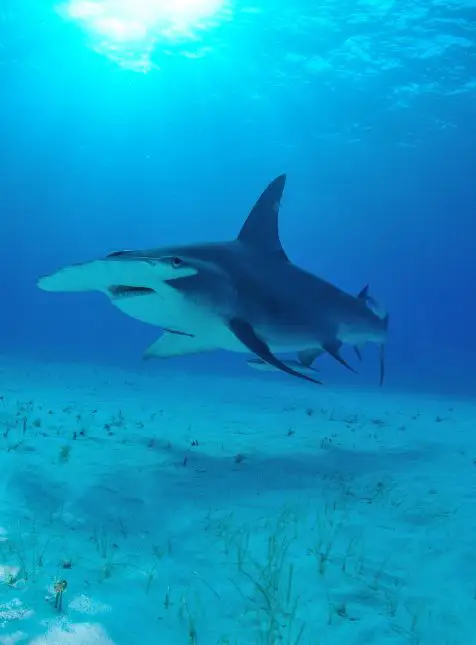 Requin-marteau sous-marin plongée aventure voyage sur mesure aux Bahamas