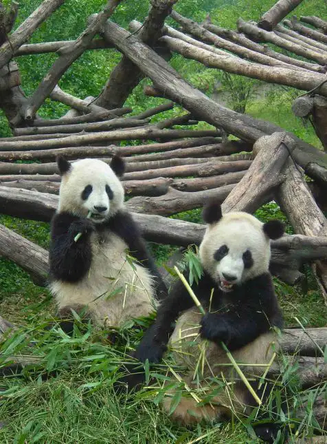 Pandas géants Chengdu habitat naturel - voyage sur mesure en Chine faune