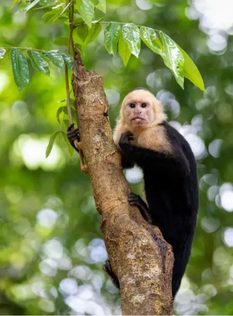 Singe capucin Costa Rica - Faune sauvage voyage sur mesure Singe capucin primate faune sauvage forêt tropicale voyage sur mesure au Costa Rica