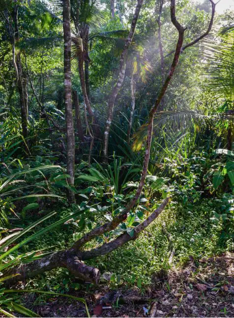 Forêt tropicale primaire jungle biodiversité rayons soleil voyage sur mesure au Costa Rica