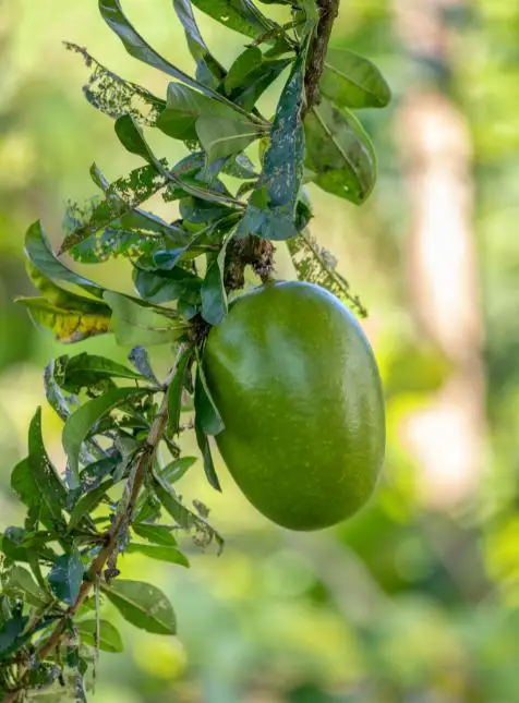 Fruit tropical vert agriculture locale saveurs voyage sur mesure au Costa Rica