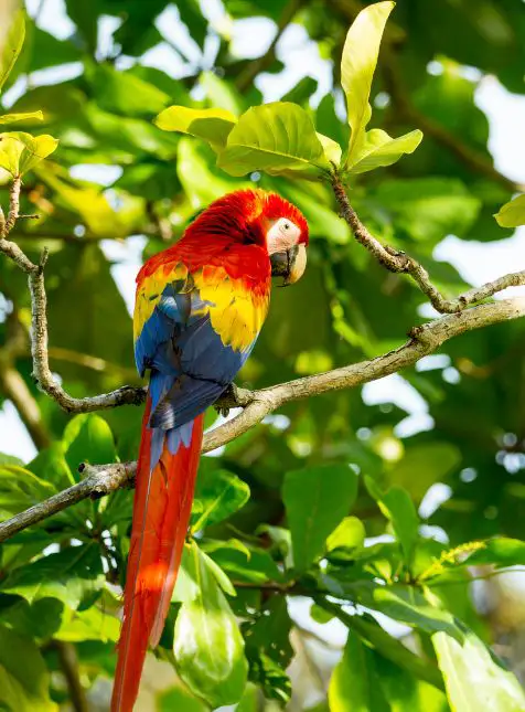 Ara rouge perroquet multicolore faune tropicale voyage sur mesure au Costa Rica