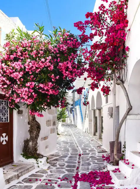 Ruelle blanche de Mykonos avec bougainvilliers roses, architecture cycladique, voyage sur mesure en Grèce