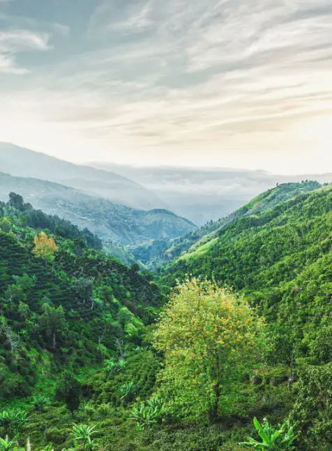 Vallée verdoyante des montagnes jamaïcaines avec forêt tropicale - voyage sur mesure en Jamaïque