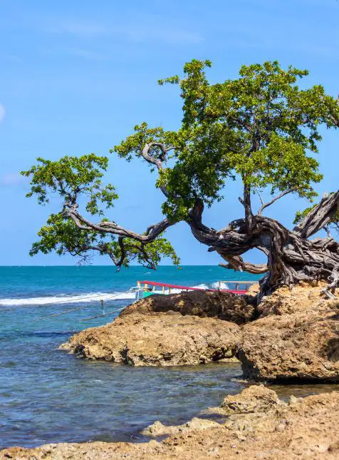 Arbre tordu emblématique sur plage rocheuse jamaïcaine avec bateau - voyage sur mesure en Jamaïque