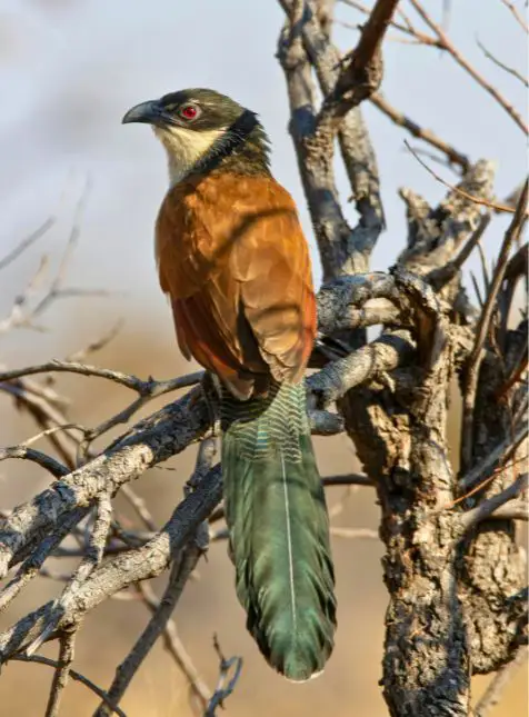 Oiseau tropical coloré au Sénégal - voyage sur mesure au Sénégal