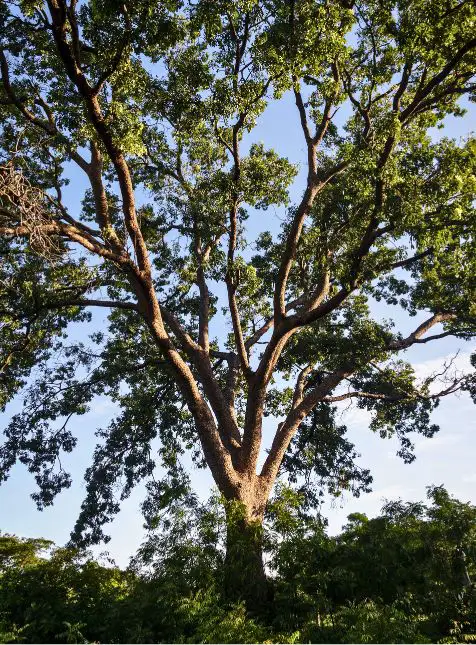 Fromager géant arbre centenaire au Sénégal - voyage sur mesure au Sénégal