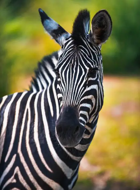 Safari animalier au Sénégal Zèbre en safari au Sénégal - voyage sur mesure au Sénégal