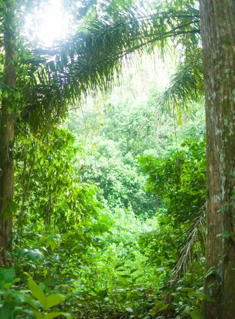 Forêt amazonienne Bolivie végétation tropicale jungle biodiversité voyage sur mesure Bolivie