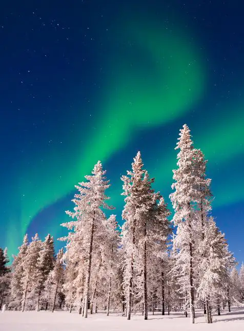 Aurores boréales vertes éclairant forêt de sapins enneigés en Laponie pour voyage sur mesure en Suède inoubliable