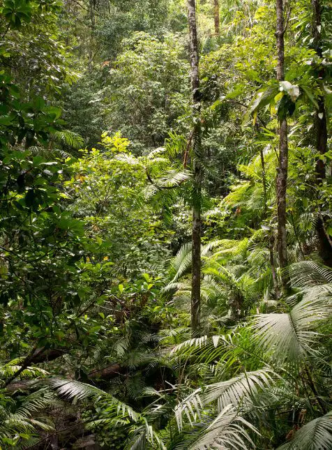 Forêt tropicale de Daintree avec fougères et végétation luxuriante au Queensland pour voyage sur mesure en Australie Les Sens du Voyage