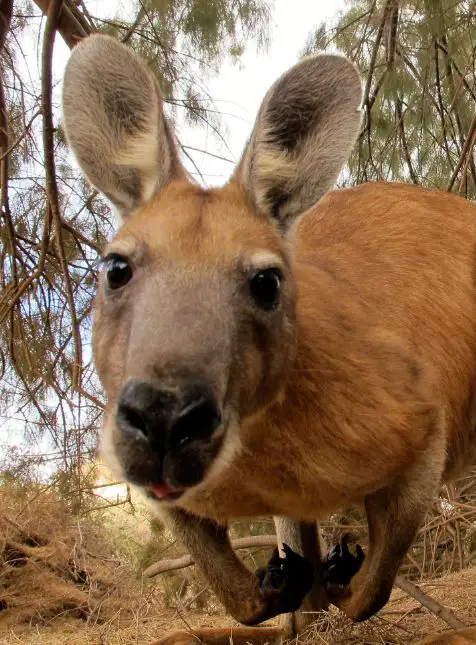 Rencontre avec un kangourou curieux Kangourou curieux en gros plan dans la nature australienne pour voyage sur mesure en Australie Les Sens du Voyage