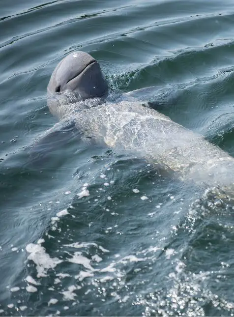 Dauphin Irrawaddy Mékong espèce rare observation nature voyage sur mesure Cambodge écotourisme responsable
