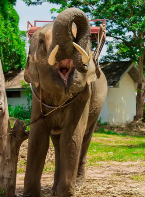 Éléphant Asie rencontre éthique sanctuaire protection animale voyage sur mesure Cambodge expérience authentique