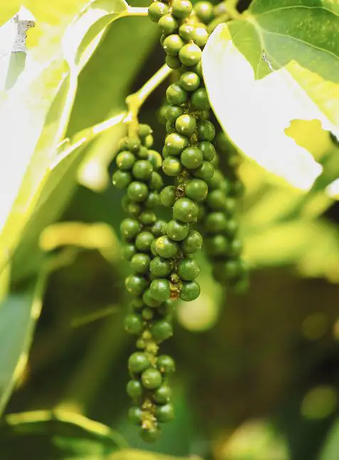 Poivre Kampot grappe plantation épice gastronomie cambodgienne voyage sur mesure Cambodge expérience culinaire