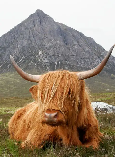Vache Highland rousse à longue fourrure avec cornes devant montagne écossaise pour voyage sur mesure en Écosse