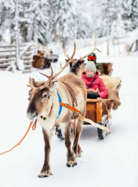 Traîneau tiré par des rennes dans la neige en Laponie finlandaise pour voyage sur mesure Finlande