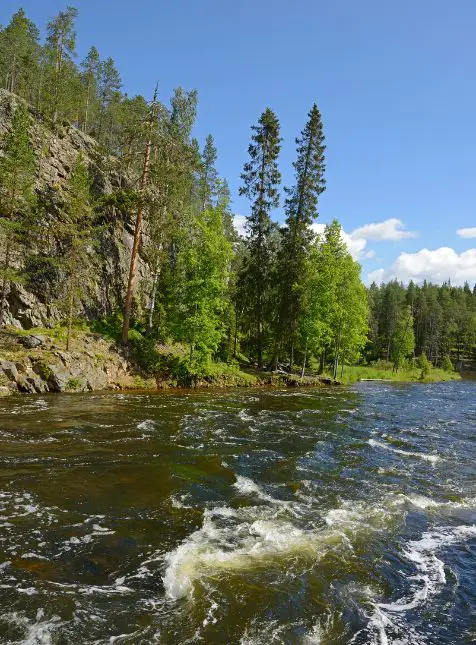 Rivière aux rapides en Finlande bordée de forêts de pins et bouleaux en été pour voyage sur mesure Finlande
