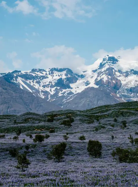 Champ de lupins violets avec montagnes enneigées et glacier en arrière-plan - voyage sur mesure en Islande proposé par Les Sens du Voyage
