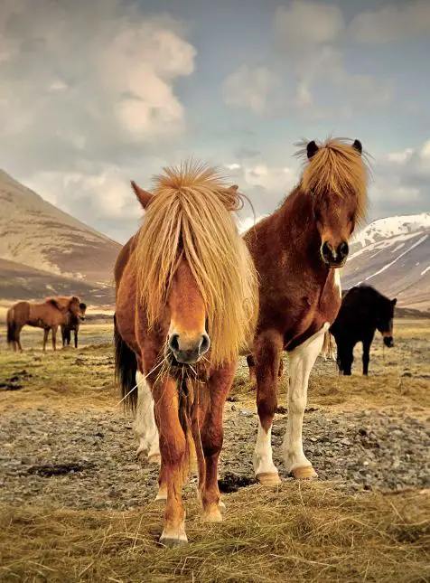 Chevaux islandais aux crinières dorées dans paysage volcanique typique - voyage sur mesure en Islande avec Les Sens du Voyage Lyon