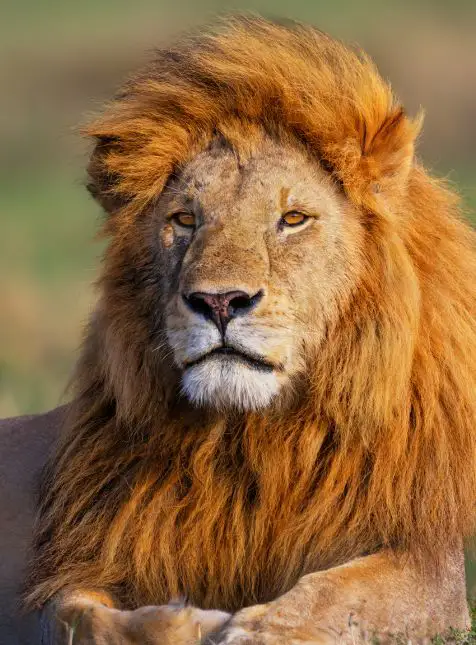 Lion mâle crinière dorée portrait safari Big Five voyage sur mesure Kenya réserve naturelle