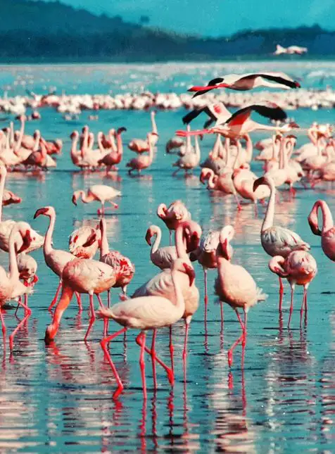 Flamants roses lac Nakuru Kenya colonie oiseaux turquoise voyage sur mesure Kenya ornithologie safari