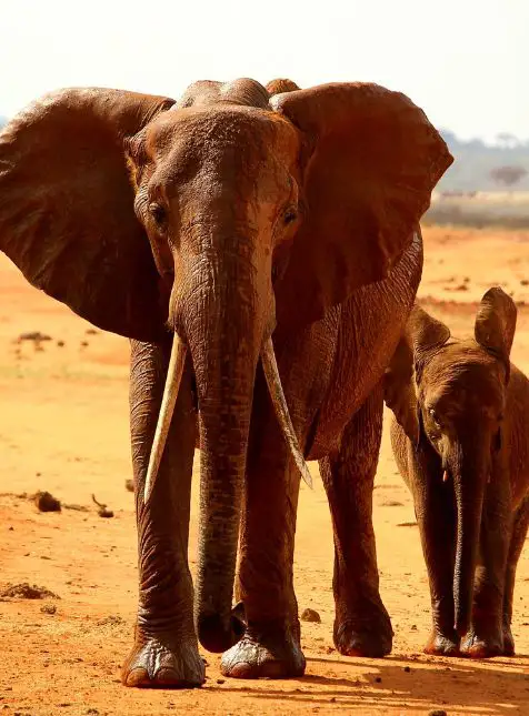Éléphants famille éléphanteau Tsavo terre rouge safari Kenya voyage sur mesure Kenya pachydermes