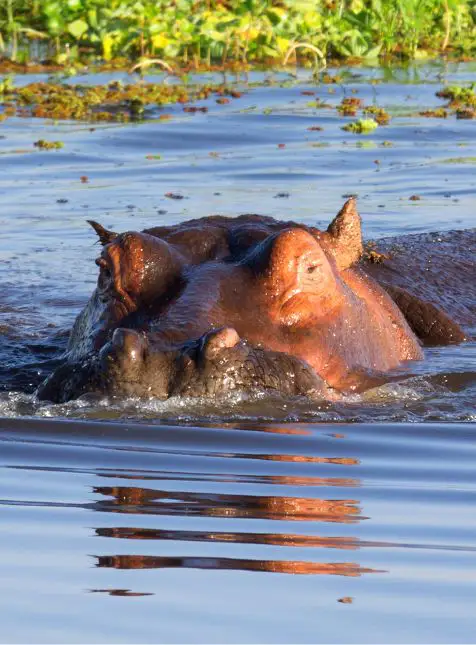 Hippopotame rivière Masai Mara faune aquatique Kenya observation safari voyage sur mesure Kenya