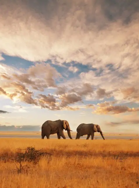 Éléphants sous un ciel d'or Deux éléphants savane coucher soleil ciel dramatique Kenya paysage safari voyage sur mesure Kenya