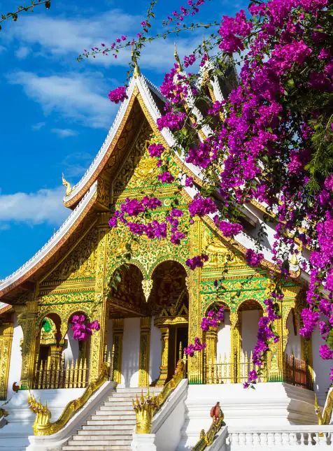 Temple bouddhiste doré avec bougainvilliers roses à Luang Prabang lors d'un voyage sur mesure au Laos