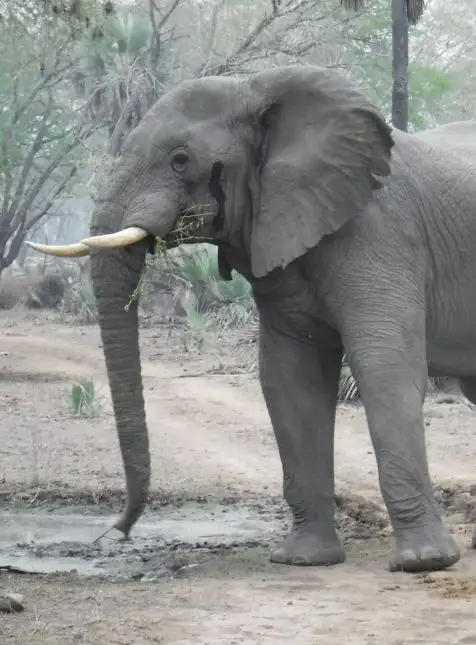 Éléphant dans son habitat naturel au parc national lors d'un voyage sur mesure au Mozambique
