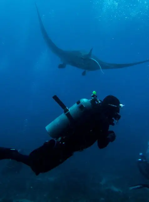 Plongeur nageant avec raie manta dans les eaux du Mozambique lors d'un voyage sur mesure en Afrique