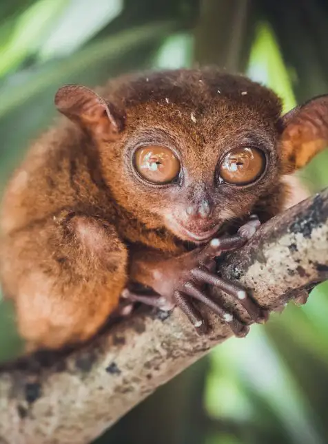 Tarsier primate endémique Bohol grands yeux Philippines faune - voyage sur mesure Philippines