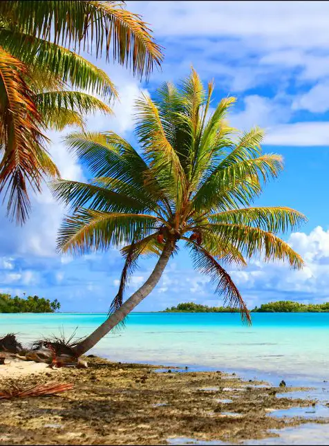 Cocotier penché sur lagon turquoise en Polynésie française - voyage sur mesure en Polynésie