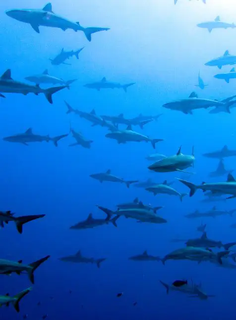 Banc de requins gris en plongée à Fakarava Polynésie - voyage sur mesure en Polynésie plongée sous-marine