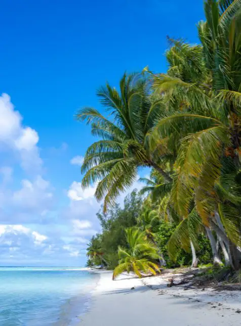 Plage de sable blanc avec cocotiers aux Tuamotu Polynésie - voyage sur mesure en Polynésie atolls