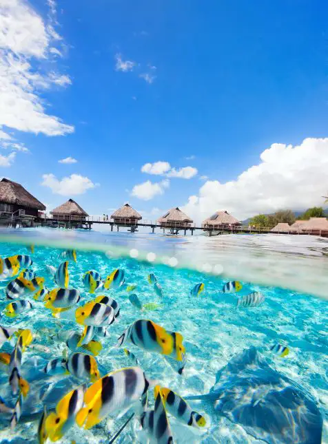 Poissons tropicaux multicolores dans lagon avec bungalows sur pilotis - voyage sur mesure en Polynésie snorkeling