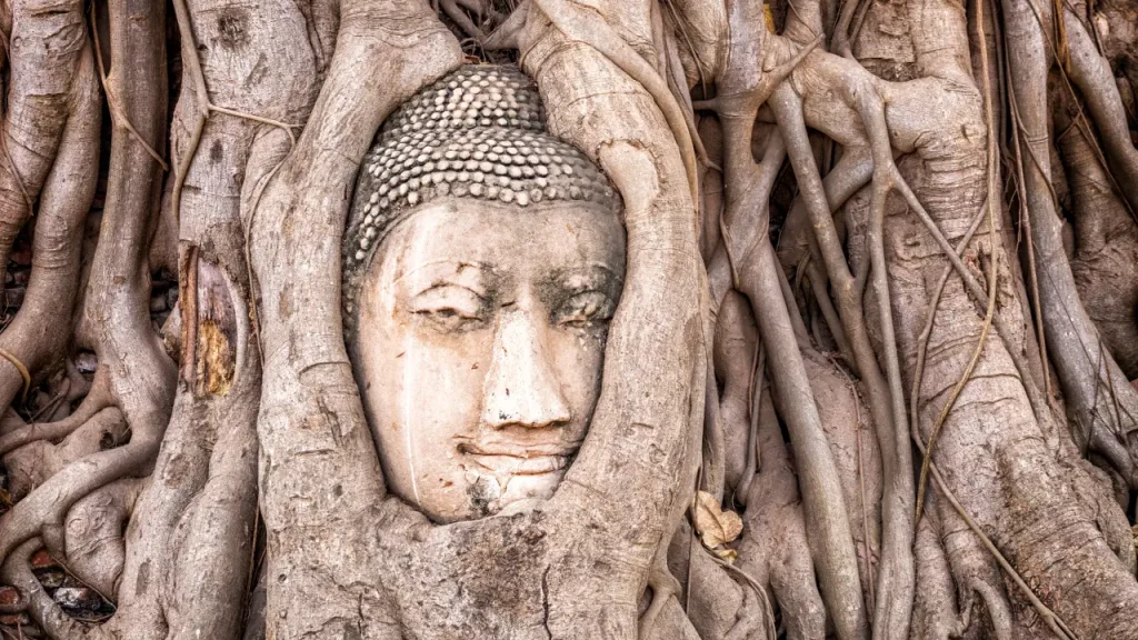 Tête de Bouddha en pierre enchâssée dans les racines d'un banian aux ruines d'Ayutthaya lors d'un voyage sur mesure en Thaïlande