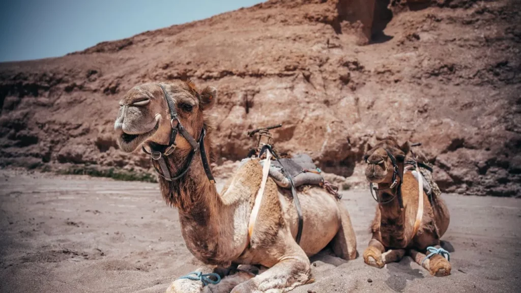 Deux dromadaires sellés au repos devant des falaises ocre dans le désert lors d'un voyage sur mesure au Maroc