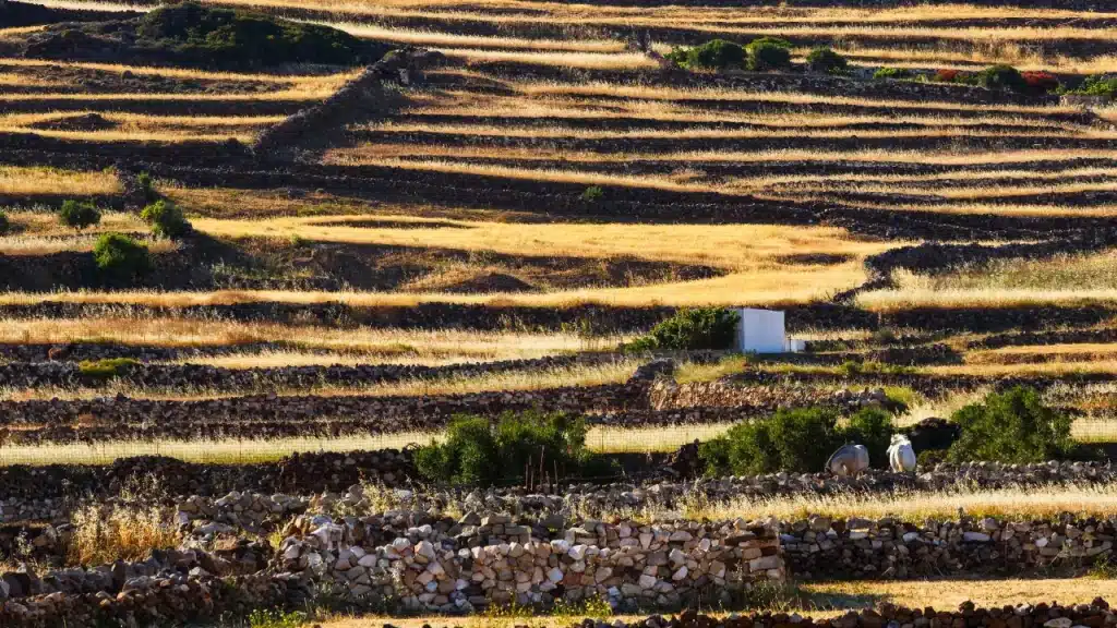Terrasses agricoles en pierre sèche avec moutons sur les collines dorées de Kimolos lors d'un voyage sur mesure en Grèce