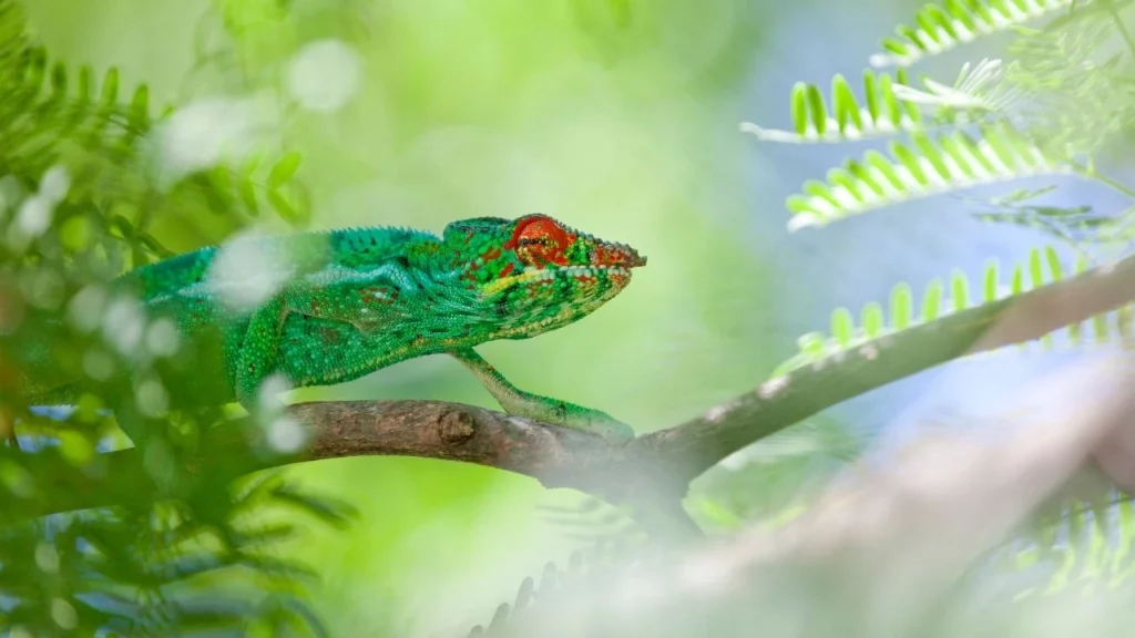 Caméléon panthère coloré sur une branche dans la forêt tropicale lors d'un voyage sur mesure à La Réunion